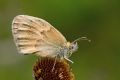 Coenonympha pamphilus